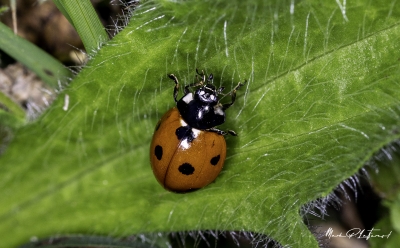 Ladybug Spring 2020